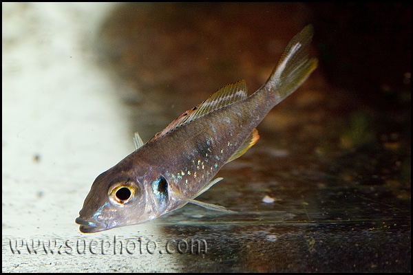 Callochromis sp. 'pleurospilus tanzania'